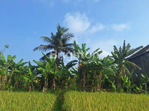 image TANAH MURAH 2 ARE DIBAWAH HARGA PASAR DI BATU BULAN GIANYAR BALI (3)