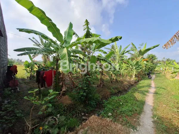 image TANAH MURAH 2 ARE DIBAWAH HARGA PASAR DI BATU BULAN GIANYAR BALI (1)