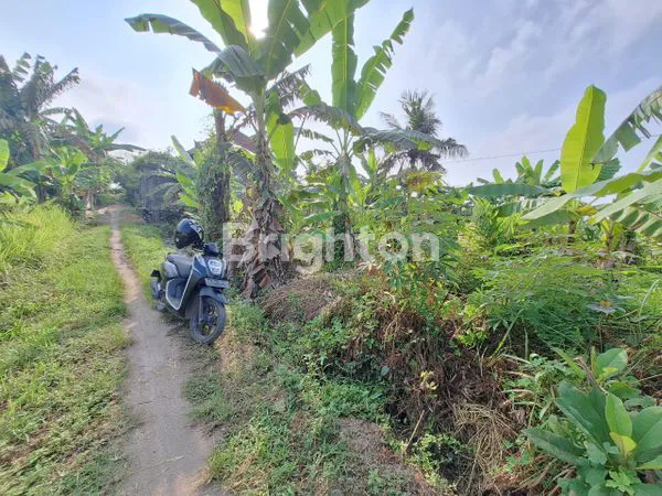 image TANAH MURAH 2 ARE DIBAWAH HARGA PASAR DI BATU BULAN GIANYAR BALI (4)