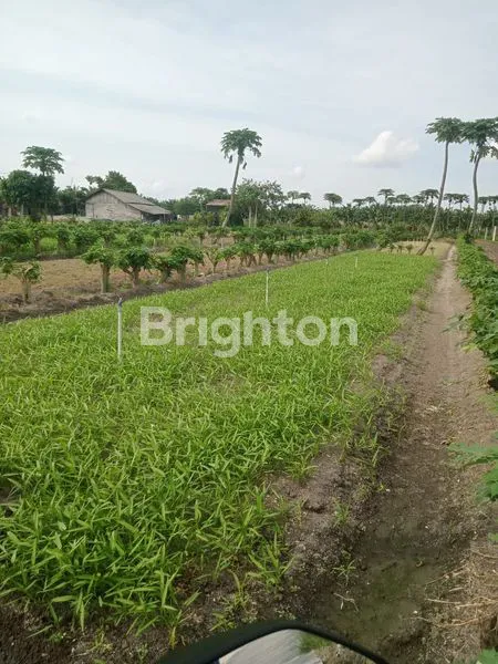 image DIJUAL TANAH LOKASI DIJALAN INPRES (1)