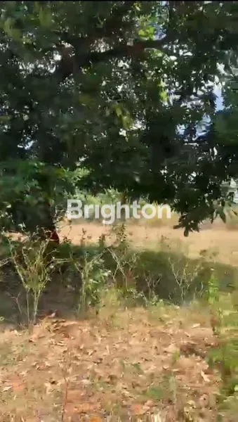 image TANAH SHM 3.315M² STRATEGIS DI JATIROGO (4)