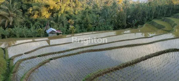 image SAWAH DAN KEBUN PRODUKTIF DNGAN VIEW INDAH DI PUPUAN TABANAN (5)