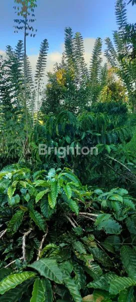 image SAWAH DAN KEBUN PRODUKTIF DNGAN VIEW INDAH DI PUPUAN TABANAN (7)