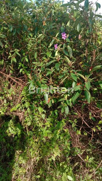 image TANAH MURAH MERIAH DI JASINGA BOGOR BARAT (4)