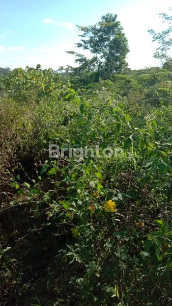 image TANAH MURAH MERIAH DI JASINGA BOGOR BARAT (2)