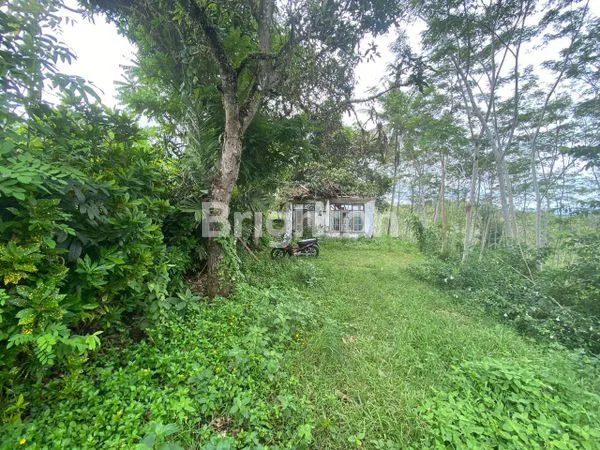 image *KAPAN LAGI ..TANAH KEBUN JATI 3,65 HEKTAR DI PEGUNUNGAN MELAYA JEMBRANA – SHM READY* (2)