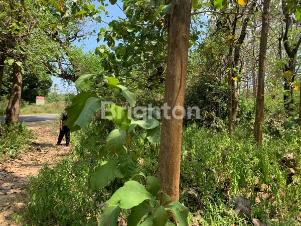 image TANAH TEPI JALAN UTAMA RAYA BULU TUBAN COCOK UNTUK SPBU MAUPUN USAHA TAMBANG (4)