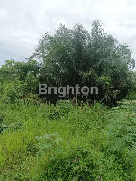 image DIJUAL TANAH  (2)