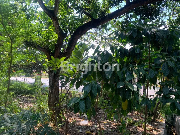 image TANAH SHM SANGAT STRATEGIS NOL JALAN RAYA PANTURA TUBAN - SEMARANG COCOK UNTUK PERUMAHAN DAN USAHA LAINNYA (2)