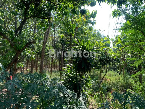 image TANAH SHM SANGAT STRATEGIS NOL JALAN RAYA PANTURA TUBAN - SEMARANG COCOK UNTUK PERUMAHAN DAN USAHA LAINNYA (3)