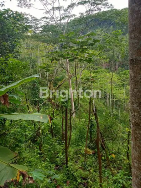 TANAH 2 HEKTAR LEBIH SANGAT MURAH DI WONOGIRI - KARANGTENGAH