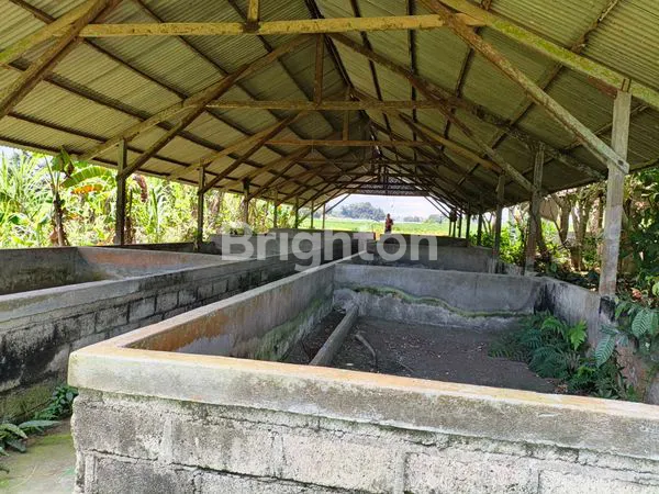 image TANAH BEKAS KANDANG BABI SELUAS 5980M² (3)