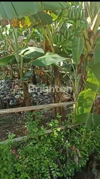 image TANAH DI KALISUREN L, TAJUR HALANG (2)