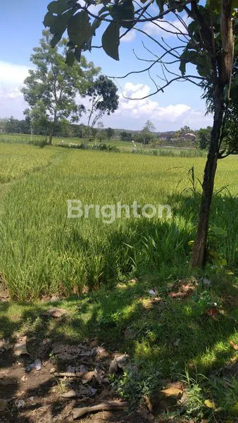 image TANAH JATINGARANG WERU JAWA TENGAH (1)