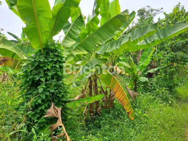 image JUAL TANAH TAPOS (5)