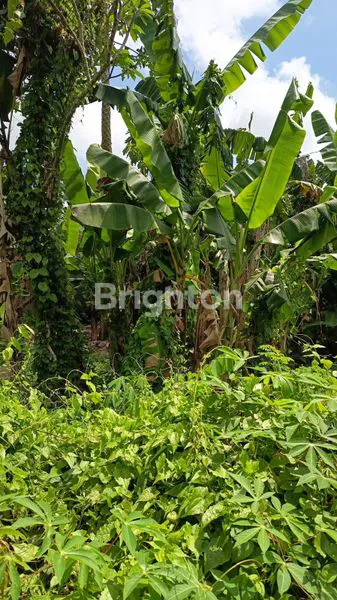 image SEWA TANAH PEGUYANGAN KAJA DENPASAR UTARA  (3)
