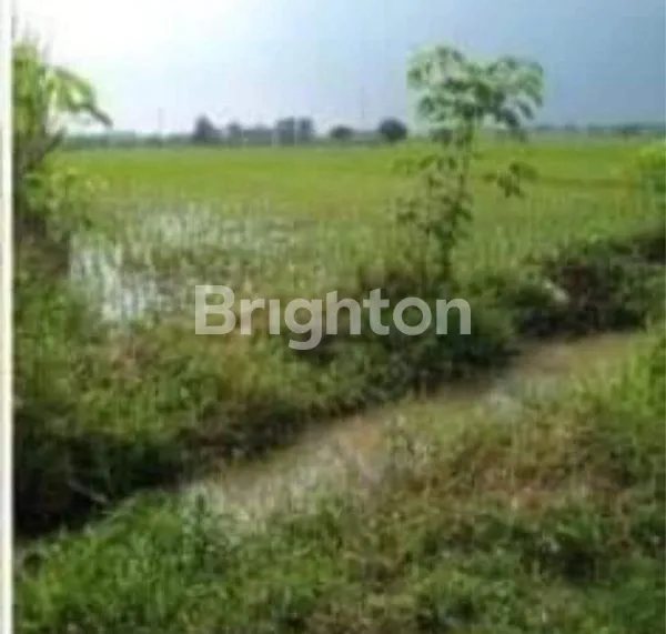 TANAH SHM KURIPANSARI PACET DEKAT RUMAH SAKIT KUSTA SUMBERGLAGAH MOJOKERTO