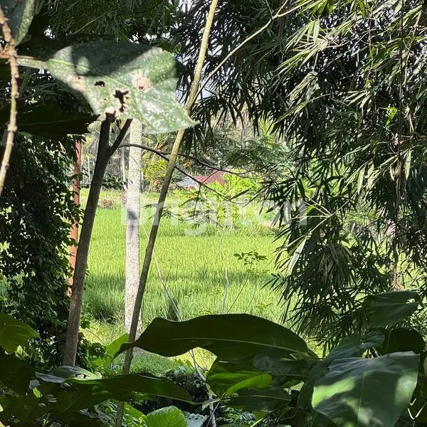 image TANAH MURAH DENGAN VIEW SAWAH & JUNGLE DI SINGAKERTA - UBUD, BALI (3)