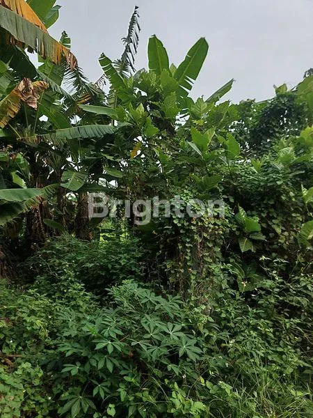 image TANAH 1100 DI CIANGSANA DEPAN KOTA WISATA (7)