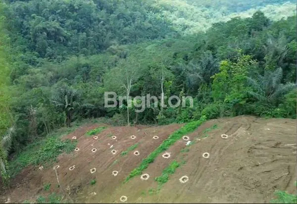 image INVESTASI AGRO & ECO  TOURISM DI PENEBEL 10 ARE - VIEW HILL, OCEAN, FORREST (3)