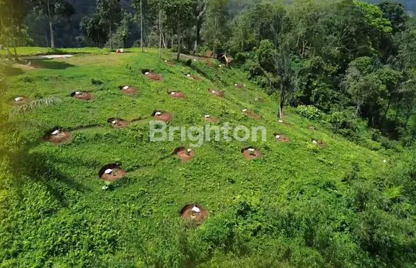 image INVESTASI AGRO & ECO  TOURISM DI PENEBEL 10 ARE - VIEW HILL, OCEAN, FORREST (7)