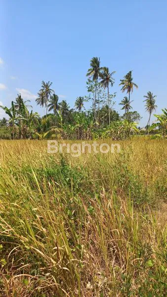 DIJUAL TANAH 4 ARE - LODTUNDUH