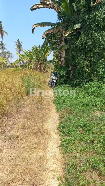 image DIJUAL TANAH 4 ARE - LODTUNDUH (3)