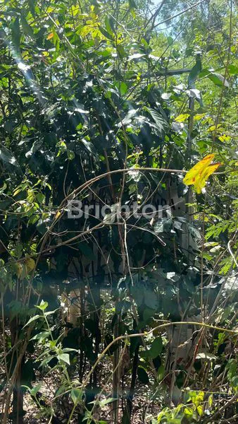 image TANAH DIJUAL DI UNGASAN, KUTA SELATAN – LOKASI STRATEGIS UNTUK INVESTASI (5)