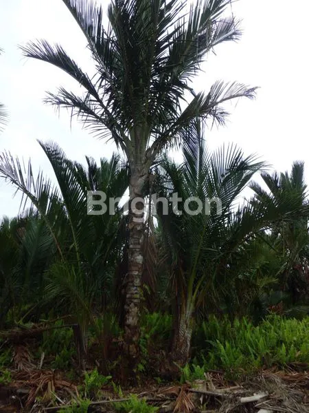 DI JUAL KEBUN SAGU DI BENGKALIS