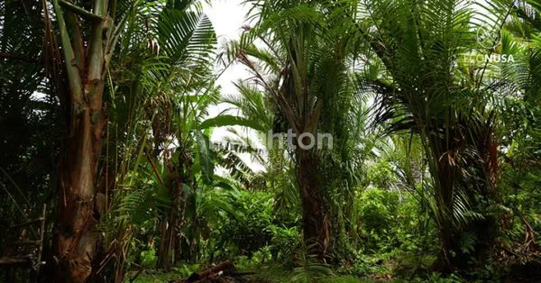 image DI JUAL KEBUN SAGU DI BENGKALIS (2)