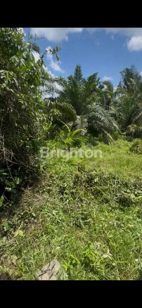 image DIJUAL RUMAH + TANAH DI BENGKALIS (KELEMANTAN BARAT) (6)