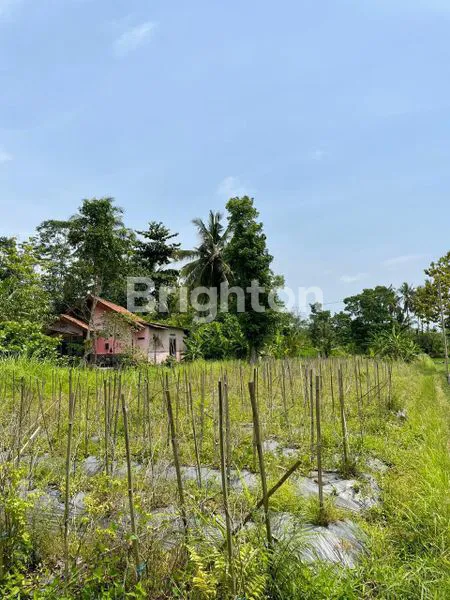 image SAWAH MARGOREJO, AREA STRATEGIS, AKSES JALAN BISA DEPAN DAN BELAKANG (DUA MUKA) (6)