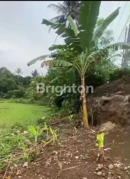 image TANAH LUAS 1000M² SHM DI CIOMAS BOGOR (1)