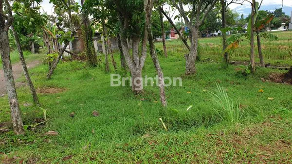 image TANAH 238 M2 DI KARANGMALANG SRAGEN  (3)
