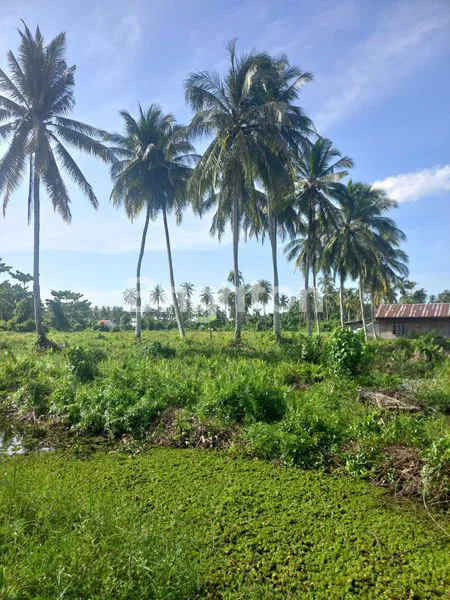 image TANAH LUAS 8.650M² DI ROKAN HILIR (6)