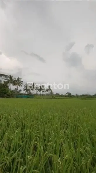 DI JUAL SAWAH PRODUKTIF, MARGABAKTI. TASIKMALAYA