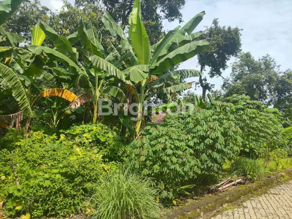 image DI JUAL TANAH MAOSPATI  (5)