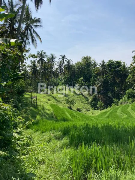 image TANAH HIDDEN GEM SELEMADEG BARAT (5)