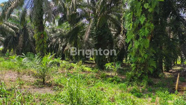 image TANAH STRATEGIS  SRI SEJAHTERA (4)