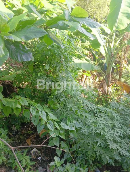 image TANAH GUNUNG VIEW LAUT BALIKPAPAN (6)