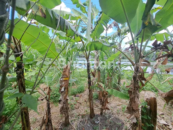 SEWA LAHAN PREMIUM 940M² KEROBOKAN