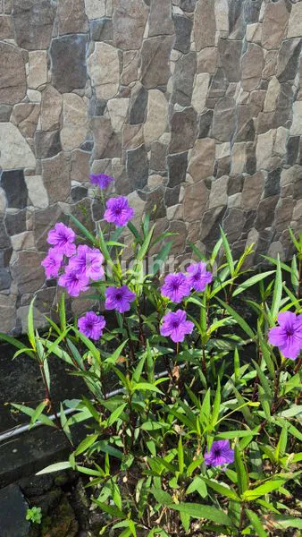 image JUAL RUMAH LOKASI SURABAYA (1)