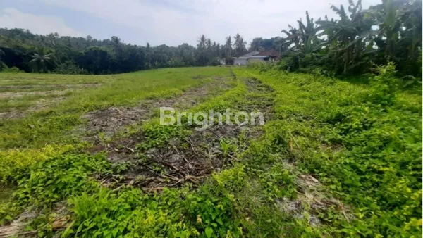 image TANAH 32 ARE UNTUK KEBUN, VILLA ATAU INVESTASI DI MEGATI, TABANAN (4)