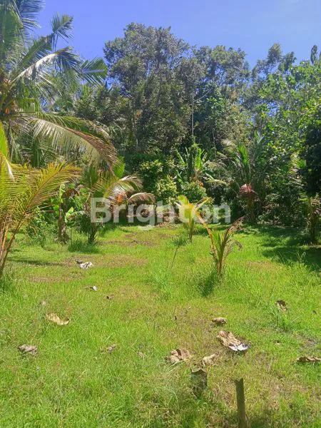 image DIJUAL TANAH KEBUN DI MELAYA – COCOK UNTUK INVESTASI JANGKA PANJANG (1)