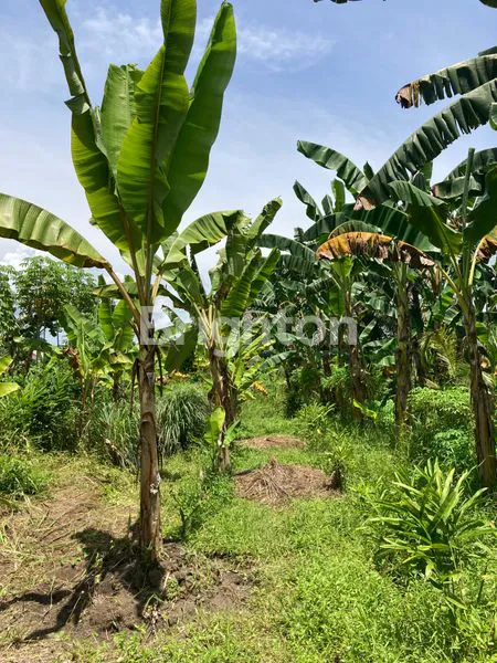 image RUMAH DAN TANAH DI STABAT (8)