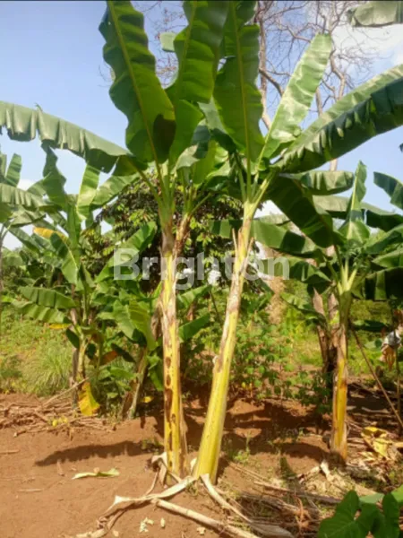 image JUAL TANAH LOKASI STRATEGIS (3)