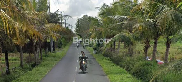 image KAVLINGA DI BADUNG,BALI (4)