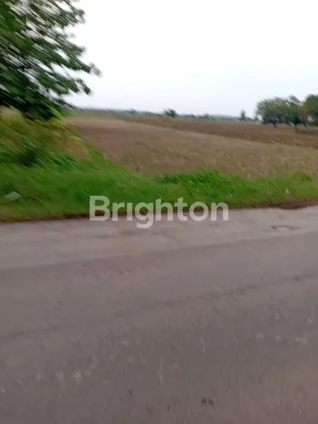 image TANAH MURAH DI GANTAR SANCA INDRAMAYU (3)