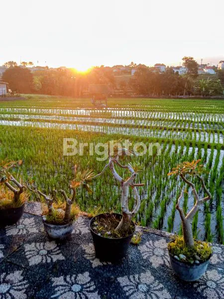 image 7 BEDROOM VILLA CANGGU - RICE FIELD VIEW (3)