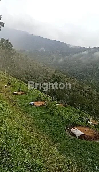 image TANAH KAPLING DURIAN PREMIUM DI TABANAN (6)